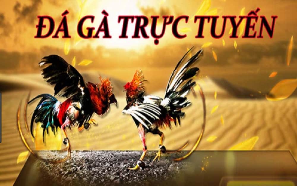 Kinh nghiệm chơi đá gà Online